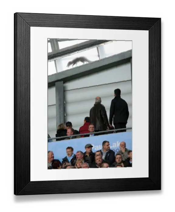 Framed Print : A Cunning Fox Among the City: Wolves Surprise Visit to Manchester's Den - Ethiad Stadium, Premier League Framed Print : A Cunning Fox Among the City: Wolves Surprise Visit to Manchester's Den - Ethiad Stadium, Premier League