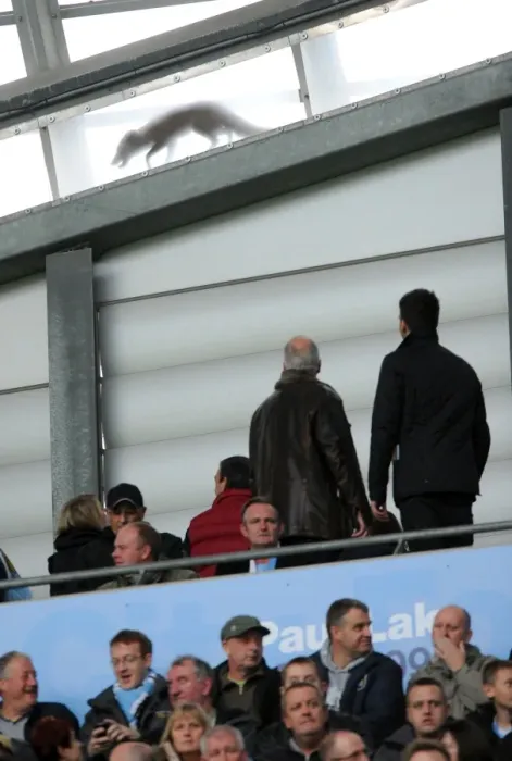 Framed Print : A Cunning Fox Among the City: Wolves Surprise Visit to Manchester's Den - Ethiad Stadium, Premier League Framed Print : A Cunning Fox Among the City: Wolves Surprise Visit to Manchester's Den - Ethiad Stadium, Premier League